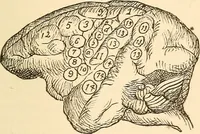 An illustration from Brain and mind : or, Mental science considered in accordance with the principles of phrenology, and in relation to modern physiology (1895)