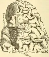 An illustration from Brain and mind : or, Mental science considered in accordance with the principles of phrenology, and in relation to modern physiology (1895)