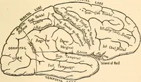 An illustration from Brain and mind : or, Mental science considered in accordance with the principles of phrenology, and in relation to modern physiology (1895)