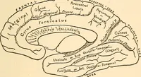 An illustration from Brain and mind : or, Mental science considered in accordance with the principles of phrenology, and in relation to modern physiology (1895)