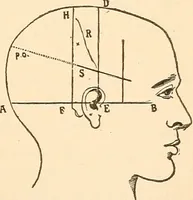 An illustration from Brain and mind : or, Mental science considered in accordance with the principles of phrenology, and in relation to modern physiology (1895)