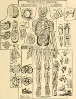 An illustration from Brain and mind : or, Mental science considered in accordance with the principles of phrenology, and in relation to modern physiology (1895)