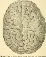 An illustration from Brain and mind : or, Mental science considered in accordance with the principles of phrenology, and in relation to modern physiology (1895)