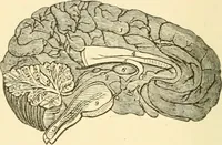 An illustration from Brain and mind : or, Mental science considered in accordance with the principles of phrenology, and in relation to modern physiology (1895)