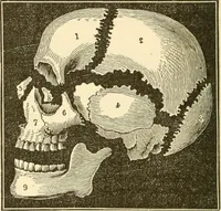 An illustration from Brain and mind : or, Mental science considered in accordance with the principles of phrenology, and in relation to modern physiology (1895)