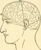 An illustration from Brain and mind : or, Mental science considered in accordance with the principles of phrenology, and in relation to modern physiology (1895)
