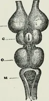 An illustration from Brain and personality; or, The physical relations of the brain to the mind (1910)