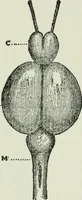 An illustration from Brain and personality; or, The physical relations of the brain to the mind (1910)