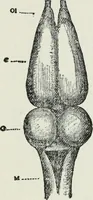 An illustration from Brain and personality; or, The physical relations of the brain to the mind (1910)
