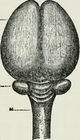 An illustration from Brain and personality; or, The physical relations of the brain to the mind (1910)
