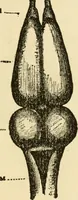 An illustration from Brain and personality; or, The physical relations of the brain to the mind (1906)