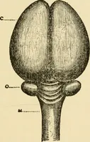 Picture 5 of 6 from Brain and personality; or, The physical relations of the brain to the mind (1906), leaf 174