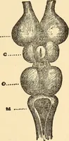 An illustration from Brain and personality; (1910)