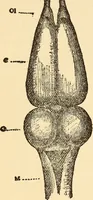 An illustration from Brain and personality; (1910)
