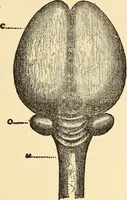 An illustration from Brain and personality; (1910)