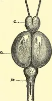 An illustration from Brain and personality; or, The physical relations of the brain to the mind (1907)