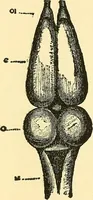 An illustration from Brain and personality; or, The physical relations of the brain to the mind (1907)
