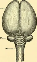 An illustration from Brain and personality; or, The physical relations of the brain to the mind (1907)