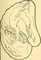 An illustration from Brain and personality; or, The physical relations of the brain to the mind (1907)