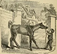 An illustration from Breeding, training, management and diseases of the horse and other domestic animals (1893)