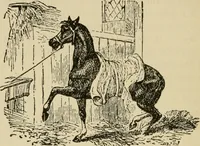 An illustration from Breeding, training, management and diseases of the horse and other domestic animals (1893)