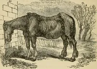 An illustration from Breeding, training, management and diseases of the horse and other domestic animals (1893)