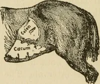 An illustration from Breeding, training, management and diseases of the horse and other domestic animals (1893)