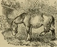 An illustration from Breeding, training, management and diseases of the horse and other domestic animals (1893)