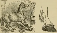 An illustration from Breeding, training, management and diseases of the horse and other domestic animals (1893)