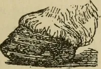 An illustration from Breeding, training, management and diseases of the horse and other domestic animals (1893)