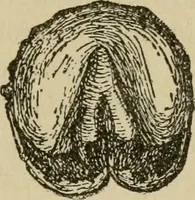 An illustration from Breeding, training, management and diseases of the horse and other domestic animals (1893)