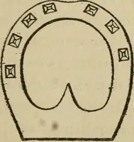 An illustration from Breeding, training, management and diseases of the horse and other domestic animals (1893)