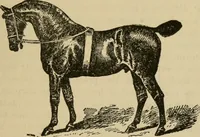 An illustration from Breeding, training, management and diseases of the horse and other domestic animals (1893)