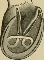 An illustration from Breeding, training, management and diseases of the horse and other domestic animals (1893)