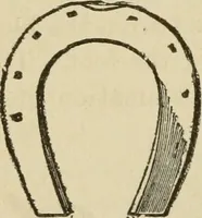 An illustration from Breeding, training, management and diseases of the horse and other domestic animals (1893)