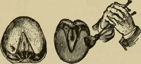 An illustration from Breeding, training, management and diseases of the horse and other domestic animals (1893)
