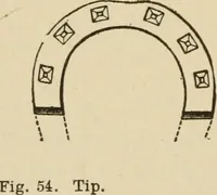 An illustration from Breeding, training, management and diseases of the horse and other domestic animals (1893)