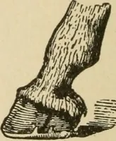 An illustration from Breeding, training, management and diseases of the horse and other domestic animals (1893)