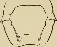 An illustration from Breeding, training, management and diseases of the horse and other domestic animals (1893)