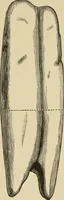 An illustration from Breeding, training, management and diseases of the horse and other domestic animals (1893)