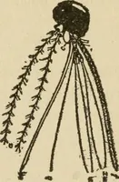 An illustration from Breeding, training, management and diseases of the horse and other domestic animals (1893)