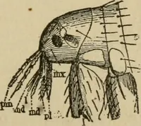 An illustration from Breeding, training, management and diseases of the horse and other domestic animals (1893)