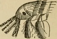 An illustration from Breeding, training, management and diseases of the horse and other domestic animals (1893)