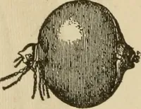 An illustration from Breeding, training, management and diseases of the horse and other domestic animals (1893)