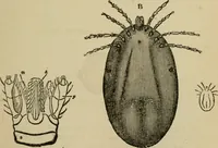 An illustration from Breeding, training, management and diseases of the horse and other domestic animals (1893)