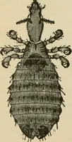 An illustration from Breeding, training, management and diseases of the horse and other domestic animals (1893)