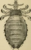 An illustration from Breeding, training, management and diseases of the horse and other domestic animals (1893)