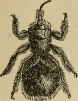 An illustration from Breeding, training, management and diseases of the horse and other domestic animals (1893)