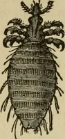 An illustration from Breeding, training, management and diseases of the horse and other domestic animals (1893)