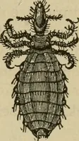 An illustration from Breeding, training, management and diseases of the horse and other domestic animals (1893)